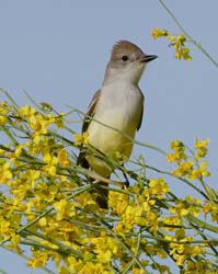 Ash_throated_Flycatcher Photo