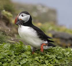 Atlantic_Puffin