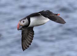 Atlantic_Puffin