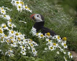 Atlantic_Puffin