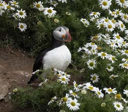 Atlantic_Puffin