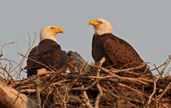 Bald Eagle Photo