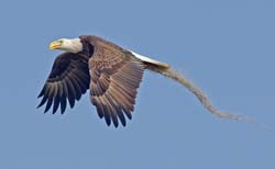 Bald Eagle Photo