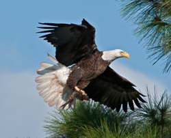 Bald Eagle Photo