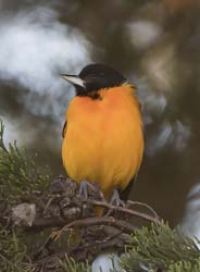 Baltimore Oriole Photo
