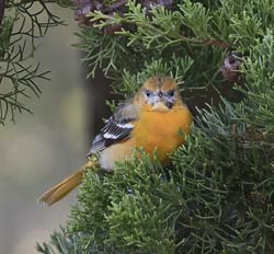 Baltimore Oriole Photo