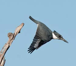Belted_Kingfisher Photo