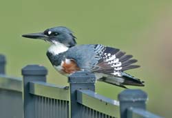 Belted_Kingfisher Photo