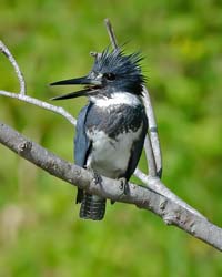 Belted Kingfisher Photo
