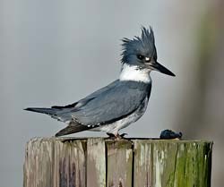 Belted Kingfisher Photo