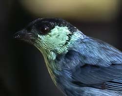 Black-capped Tanager