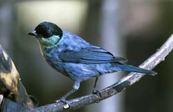 Black-capped Tanager