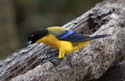 Black-chinned Mountain-Tanager