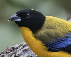 Black-chinned Mountain-TanagerBlack-chinned Mountain-Tanager