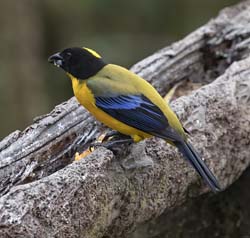 Black-chinned Mountain-Tanager