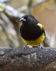 Black-cowled Oriole