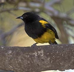 Black-cowled Oriole