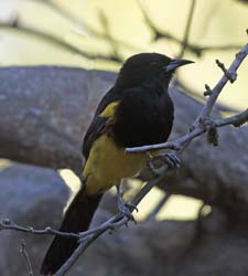 Black-cowled Oriole
