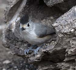 Black-crested Titmouse