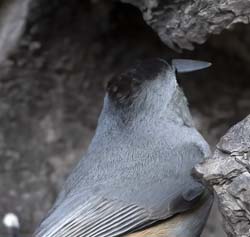 Black-crested Titmouse