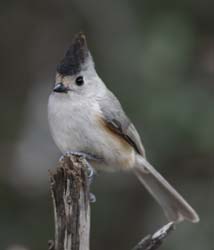 Black-crested Titmouse