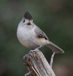 Black-crested Titmouse