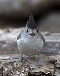 Black-crested Titmouse
