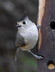 Black-crested Titmouse
