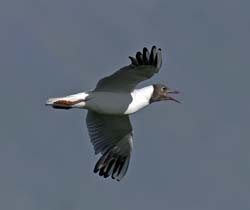 Black-headed Gull