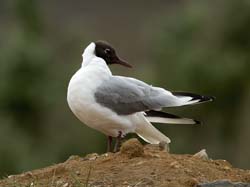 Black-headed Gull