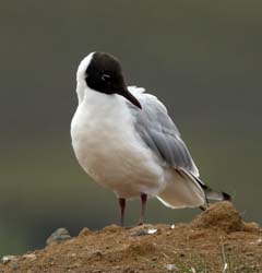 Black-headed Gull