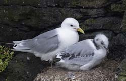 Black-legged Kittiwake