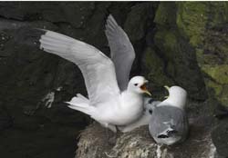 Black-legged Kittiwake