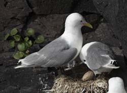 Black-legged Kittiwake