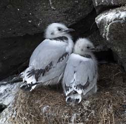 Black-legged Kittiwake