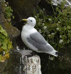 Black-legged Kittiwake