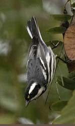 Black-throated Gray Warbler Photo