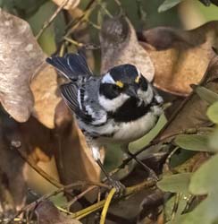 Black-throated Gray Warbler Photo