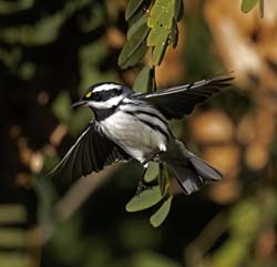 Black-throated Gray Warbler Photo