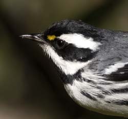 Black-throated Gray Warbler Photo