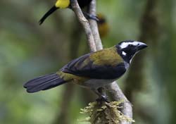 Black-winged Saltator