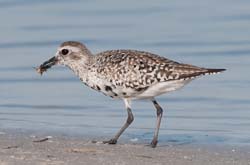 Black_Bellied_Plover Photo