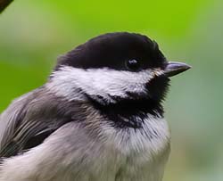 Black-capped Chickadee Photo