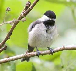 Black-capped Chickadee Photo