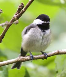 Black-capped Chickadee Photo