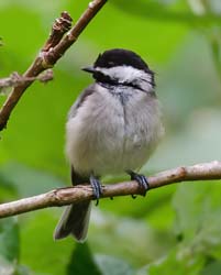 Black-capped Chickadee Photo