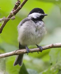 Black-capped Chickadee Photo