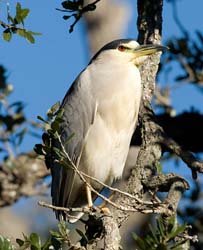 Black-crowned Night-Heron Photo