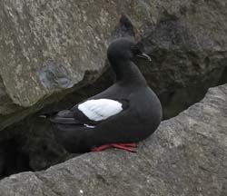 Black Guillemot