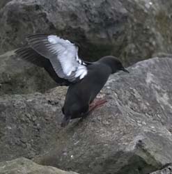 Black Guillemot
